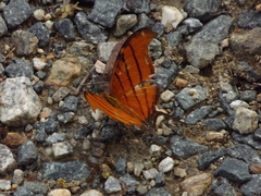 Marpesia petreus