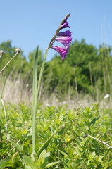 Gladiolus tenuis
