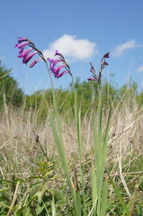Gladiolus tenuis