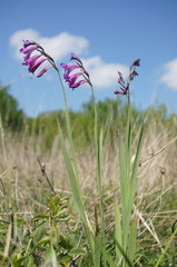 Gladiolus tenuis