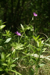 Geranium asphodeloides
