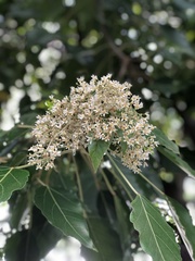 Aleurites moluccanus