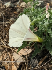 Calystegia collina
