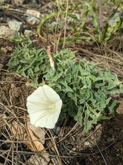 Calystegia collina