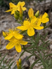 Hypericum concinnum