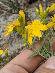 Hypericum concinnum