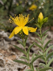 Hypericum concinnum