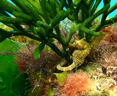 Hippocampus breviceps