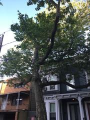 Platanus × hispanica