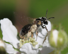 Andrena nuda