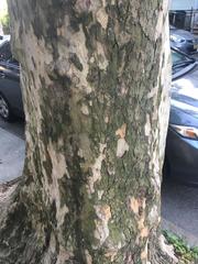 Platanus × hispanica