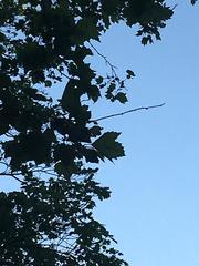 Platanus × hispanica