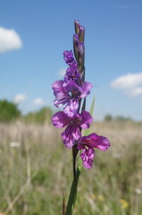 Gladiolus tenuis