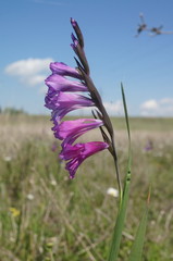 Gladiolus tenuis