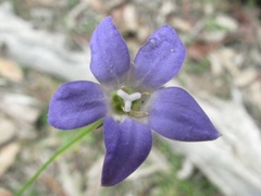 Wahlenbergia victoriensis