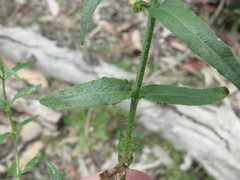 Wahlenbergia victoriensis