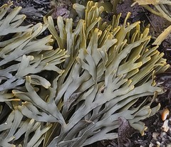 Pelvetiopsis limitata