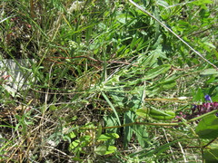 Vincetoxicum sibiricum