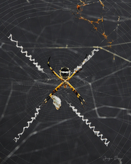 Argiope argentata