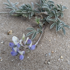 Lupinus tidestromii