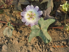 Passiflora ciliata