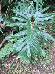 Philodendreae