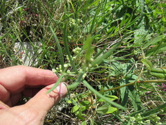 Vincetoxicum sibiricum