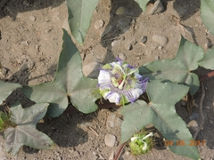 Passiflora ciliata