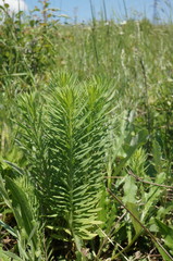 Linaria biebersteinii