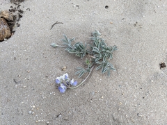 Lupinus tidestromii