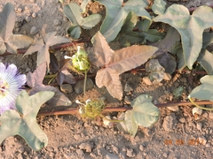 Passiflora ciliata