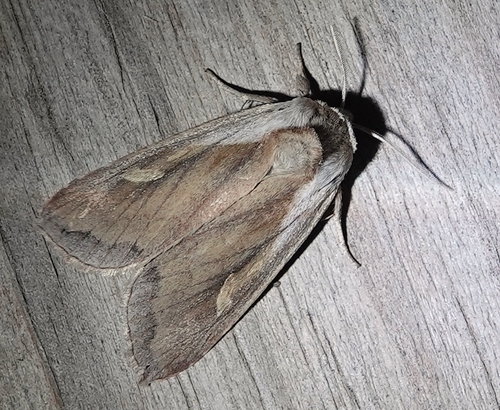 Cattail Borer Moth photo 5