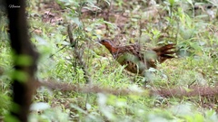 Bambusicola thoracicus