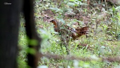 Bambusicola thoracicus