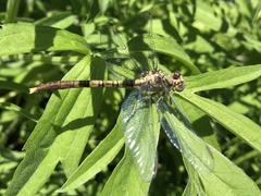 Arigomphus submedianus