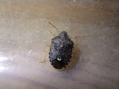 Holcostethus abbreviatus