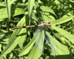 Arigomphus submedianus