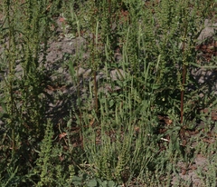 Phalaris lemmonii