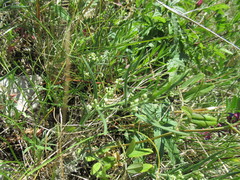 Vincetoxicum sibiricum