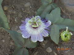 Passiflora ciliata