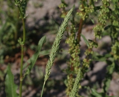 Phalaris lemmonii