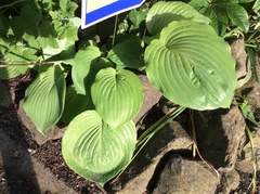 Hosta sieboldiana