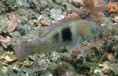 Choerodon cephalotes