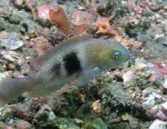 Choerodon cephalotes