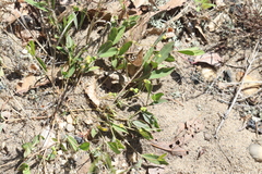 Euphorbia ipecacuanhae