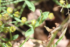 Euphorbia ipecacuanhae