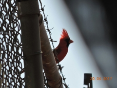 Cardinalis cardinalis