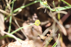 Euphorbia ipecacuanhae