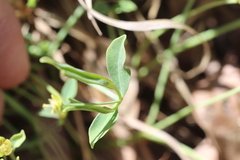 Euphorbia ipecacuanhae