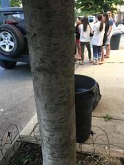 Acer